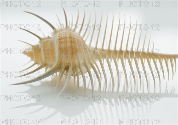 Close up of tropical shell.