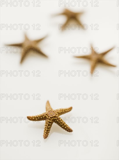 Close up of tropical shells.