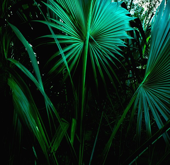 Tropical leaves, St. Thomas, US Virgin Islands.