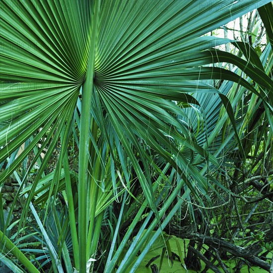 Tropical leaves, St. Thomas, US Virgin Islands.