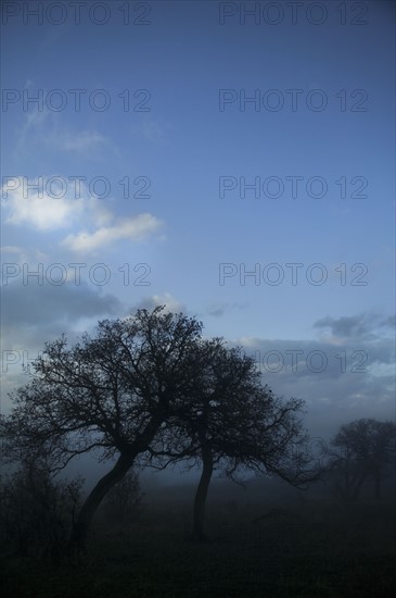 Trees on field in fog, Carbondale, Colorado, USA. Photographe : Shawn O'Connor