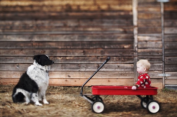 Baby sitting in cart and watching dog, Carbondale, Colorado, USA. Photographe : Shawn O'Connor