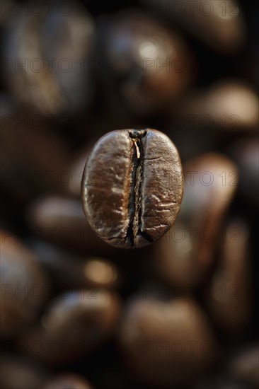 Roast coffee bean, studio shot.