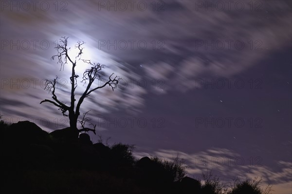 Full moon behind bare tree. Photographe : Sarah M. Golonka