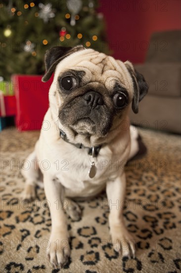 Pug sitting on carpet, Christmas tree in background. Photographe : Sarah M. Golonka