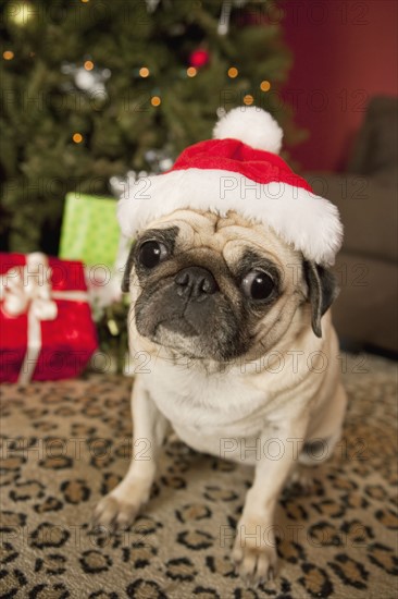 Pug in Santa Claus Hat sitting on carpet, Christmas tree and Christmas presents in background. Photographe : Sarah M. Golonka