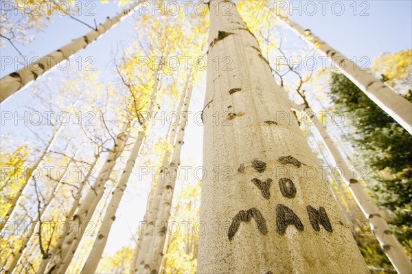 Carving on tree trunk in forest, Aspen, Colorado, USA . Photographe : Shawn O'Connor