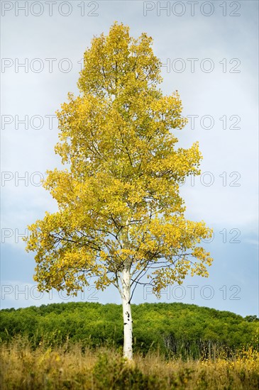 Steamboat Springs, Single tree standing on field in front of forest, Steamboat Springs, Aspen, Colorado, USA . Photographe : Shawn O'Connor