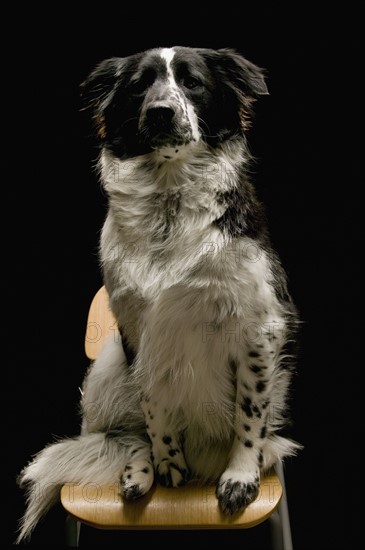 Dog sitting on chair. Photographe : Shawn O'Connor