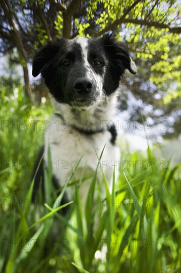 Dog sitting in grass. Photographe : Shawn O'Connor