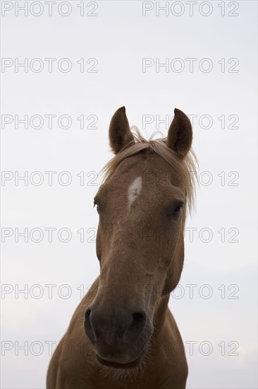 Horse in paddock. Photographe : David Engelhardt