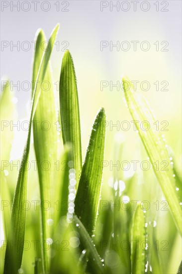 Leaves with dew, close-up. Photographe : Joe Clark