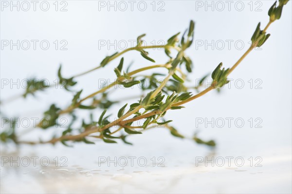 Twig of thyme.