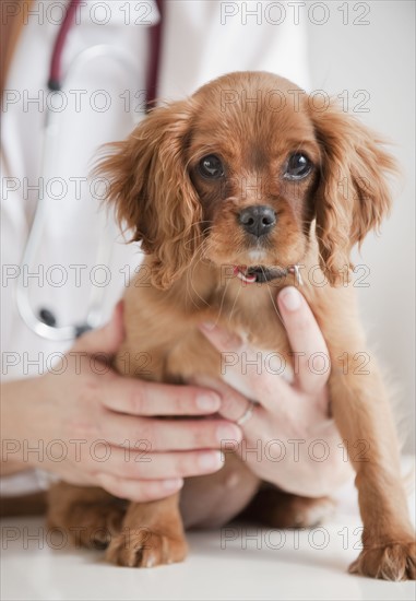 Vet holding puppy on table.