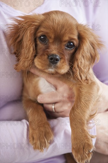 Puppy being held by woman.