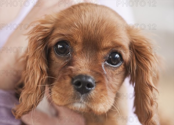 Puppy being held by woman.