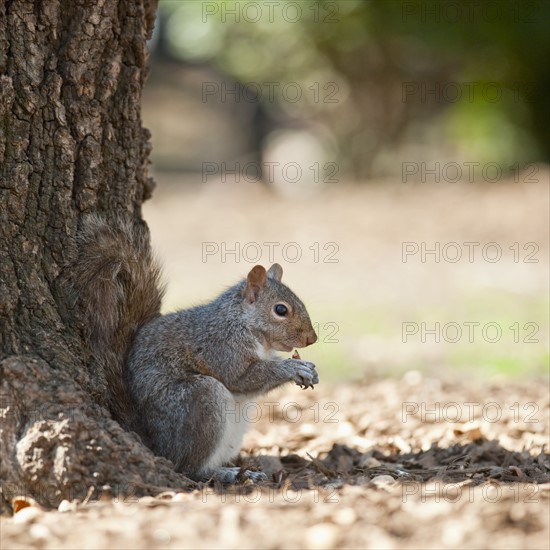 A squirrel by a tree.