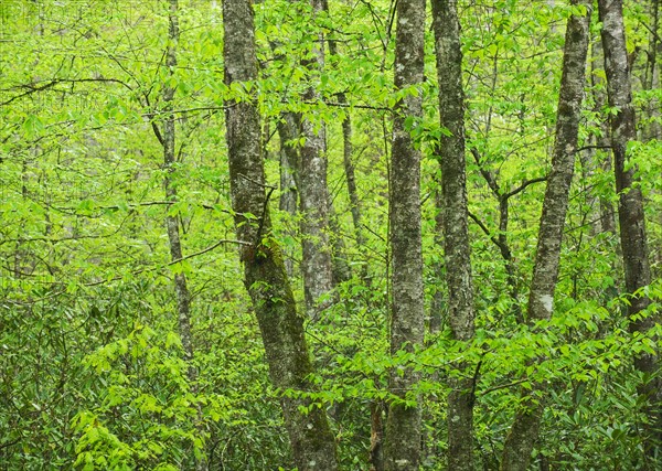 A forest of trees.