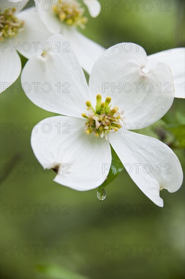 White Flowers.