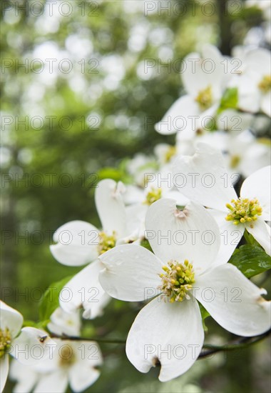 White Flowers.