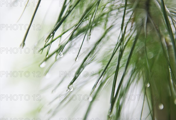 Tree branches outdoors.