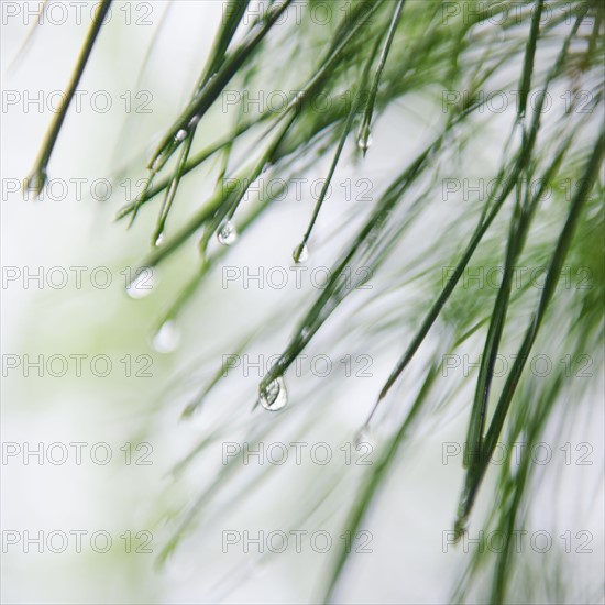 Tree branches outdoors.