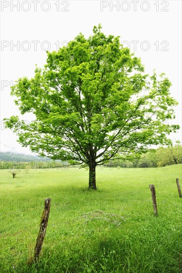 A tree in a field.