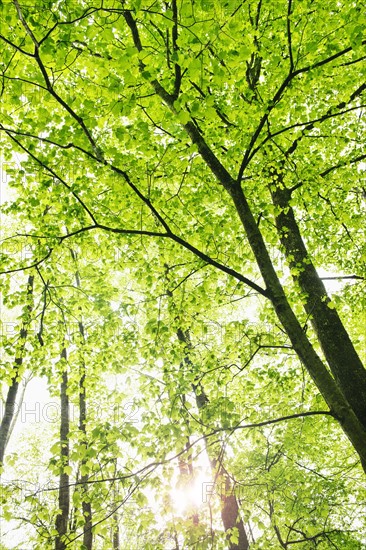 A forest of trees.