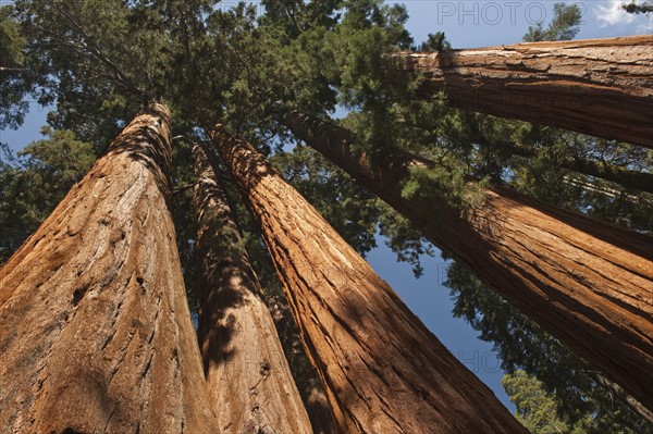 A forest of trees.