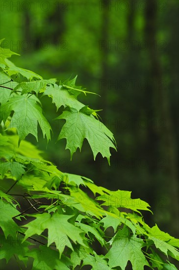 A forest of trees