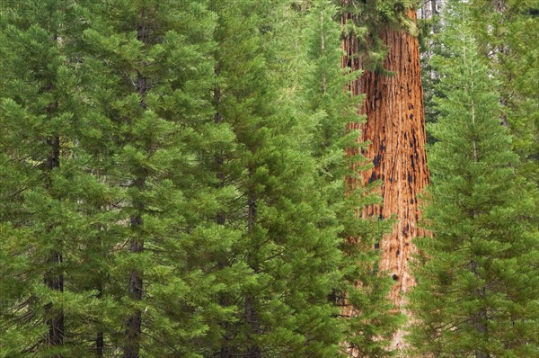 A forest of trees