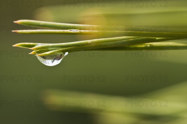 Tree branches outdoors