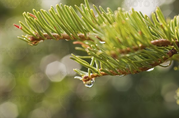 Tree branches outdoors