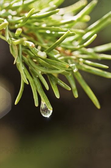 Tree branches outdoors