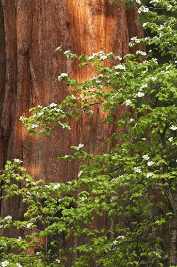 A forest of trees