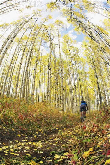 A bicycle rider in the woods