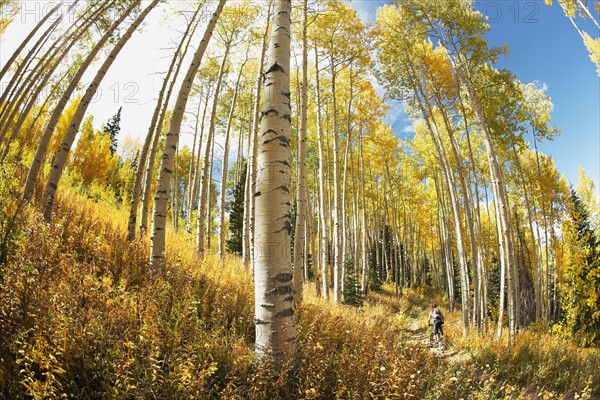 A bicycle rider in the woods