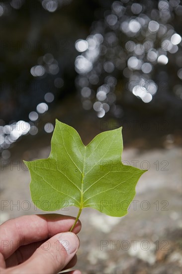 Hand holding a leaf