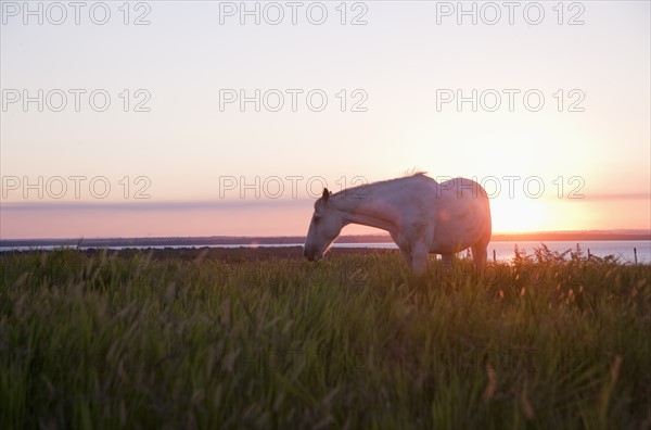 A horse in a field