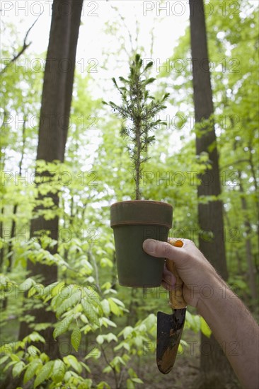 A hand holding up a plant in the woods