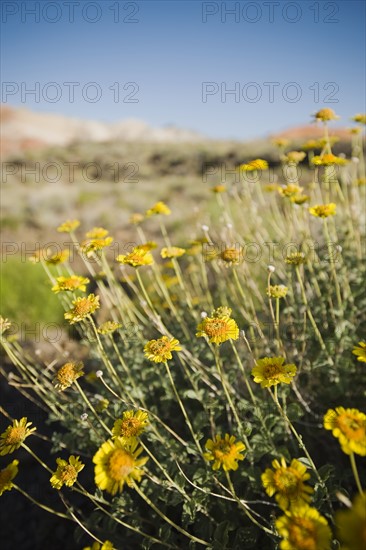 Wildflowers