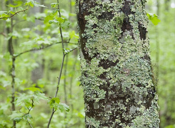 A forest of trees.