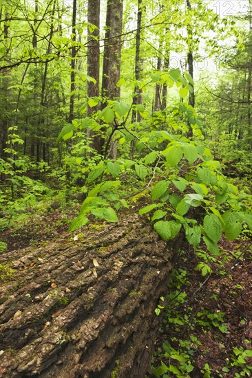 A forest of trees.