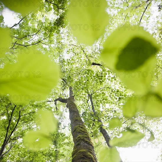 A forest of trees.