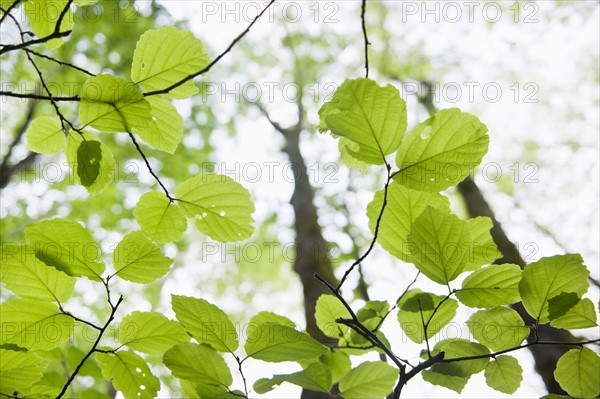 Tree branches outdoors.