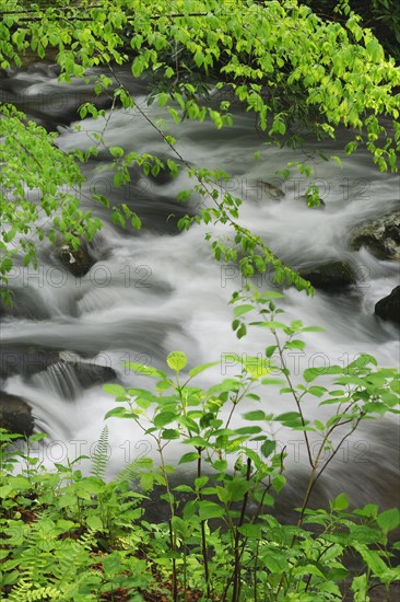 Flowing creek.