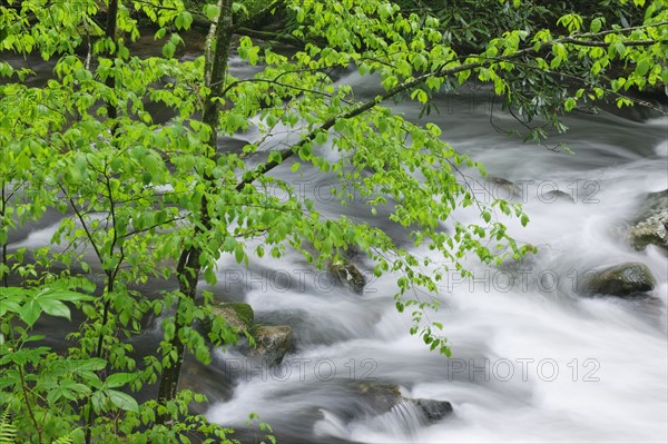 Flowing creek.