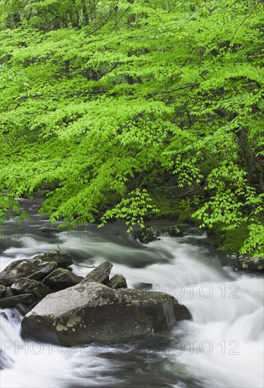 Flowing creek.