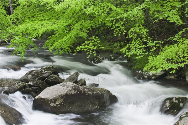 Flowing creek.