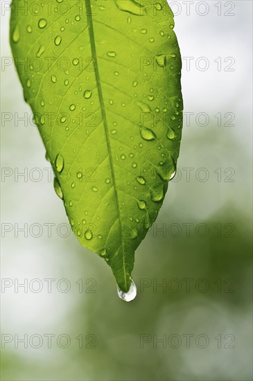 A leaf